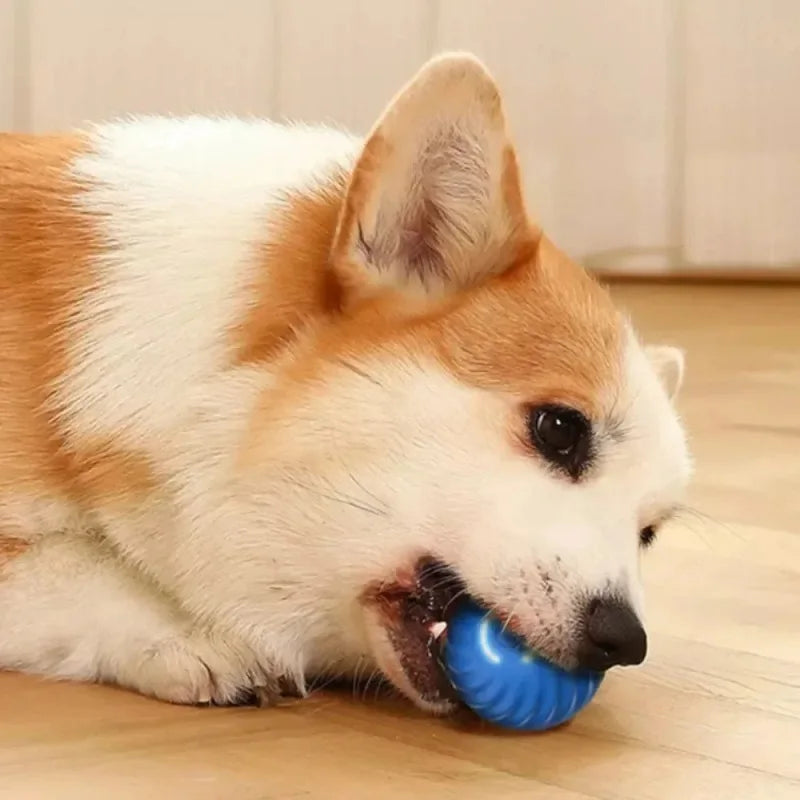 Bola automática de brinquedo para cachorro