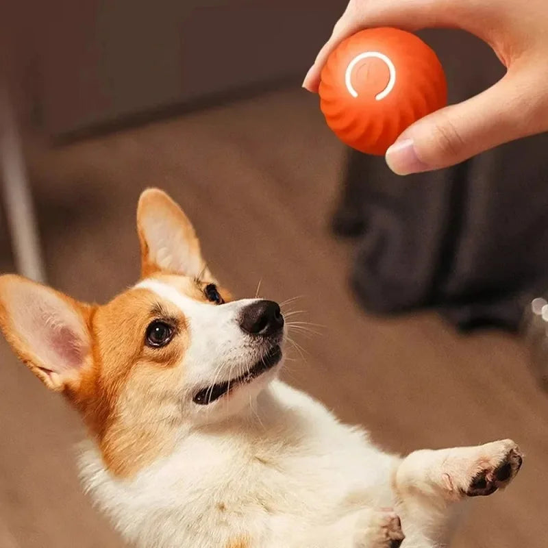 Bola automática de brinquedo para cachorro